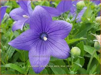 Platycodon grandiflorus &#39;Astra Blue&#39;