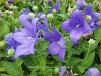 Platycodon grandiflorus &#39;Astra Blue&#39;