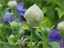 Platycodon grandiflorus &#39;Astra Blue&#39;