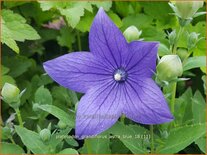 Platycodon grandiflorus &#39;Astra Blue&#39;