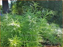 Polygonatum verticillatum &#39;Himalayan Giant&#39;