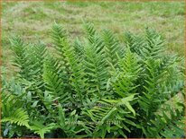 Polypodium vulgare