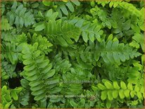 Polystichum acrostichoides