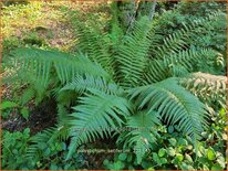 Polystichum setiferum