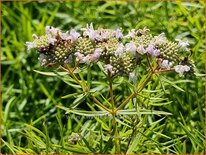 Pycnanthemum flexuosum