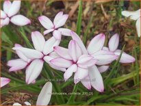 Rhodohypoxis confecta