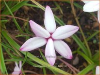 Rhodohypoxis confecta