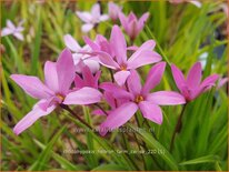 Rhodohypoxis &#39;Hebron Farm Cerise&#39;