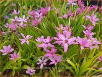 Rhodohypoxis &#39;Hebron Farm Cerise&#39;