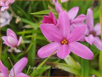 Rhodohypoxis &#39;Hebron Farm Cerise&#39;