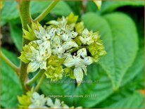 Rodgersia &#39;Snow Clouds&#39;