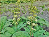 Rodgersia &#39;Snow Clouds&#39;