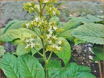 Rodgersia &#39;Snow Clouds&#39;