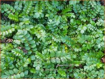 Rubus taiwanicola