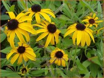 Rudbeckia &#39;American Gold Rush&#39;