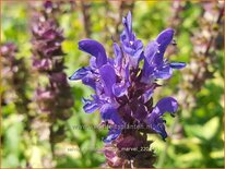 Salvia nemorosa &#39;Blue Marvel&#39;