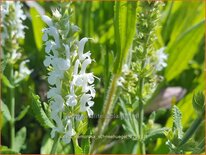 Salvia nemorosa &#39;Schneehügel&#39;