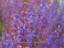 Salvia nemorosa &#39;Sensation Compact Violet&#39;