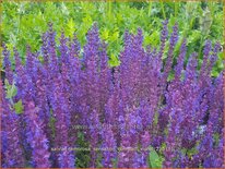 Salvia nemorosa &#39;Sensation Compact Violet&#39;