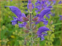 Salvia pratensis &#39;Midnight Model&#39;