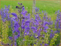 Salvia pratensis &#39;Midnight Model&#39;