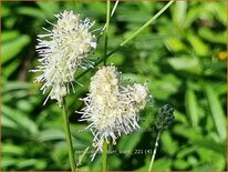 Sanguisorba &#39;Burr Blanc&#39;