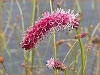 Sanguisorba tenuifolia &#39;Pink Elephant&#39;