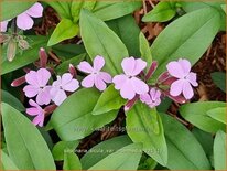 Saponaria sicula var. intermedia