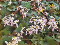 Saxifraga cortusifolia &#39;Sibyll Trelawney&#39;