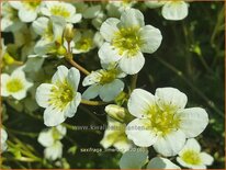 Saxifraga &#39;Limerock&#39;