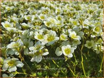 Saxifraga &#39;Limerock&#39;