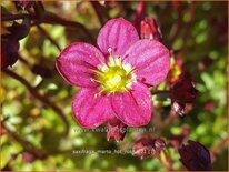 Saxifraga &#39;Marto Hot Rose&#39;