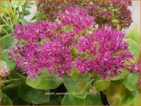 Sedum spectabile &#39;Meteor&#39;