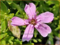 Silene acaulis &#39;Floribunda&#39;