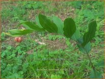 Smilacina racemosa