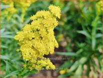 Solidago &#39;Little Lemon&#39;