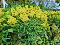 Solidago &#39;Little Lemon&#39;