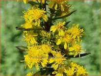 Solidago roanensis