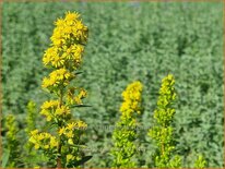 Solidago roanensis