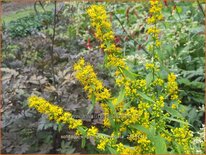 Solidago virgaurea 'Variegata'