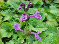 Stachys grandiflora &#39;Superba&#39;