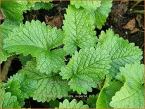 Stachys grandiflora &#39;Superba&#39;