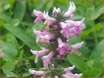 Stachys officinalis &#39;Saharan Pink&#39;