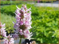 Stachys &#39;Summer Crush&#39;