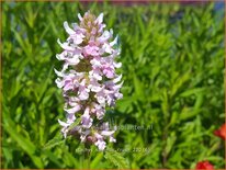 Stachys &#39;Summer Crush&#39;