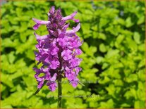 Stachys 'Summer Romance'