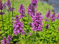 Stachys 'Summer Romance'