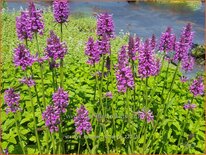 Stachys 'Summer Romance'