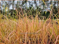 Stipa extremiorientalis