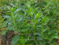 Teucrium chamaedrys &#39;Nanum&#39;